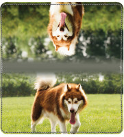 Alaskan Malamute Leather Cover | CDP-DOG91