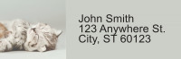Sleepy Kittens Address Labels | LRRANI-018