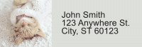 Sleepy Kittens Address Labels | LRRANI-018