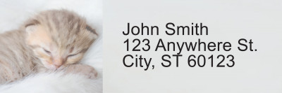 Sleepy Kittens Address Labels | LRRANI-018