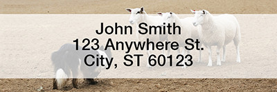 Border Collie at Work Rectangle Address Labels | LRRDOG-46