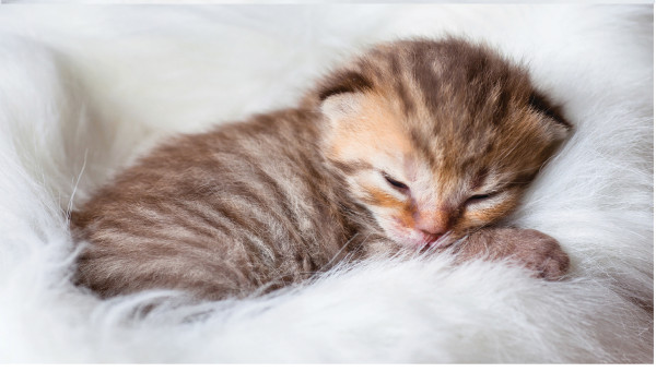 Sleepy Kittens Leather Cover | CDP-ANI018