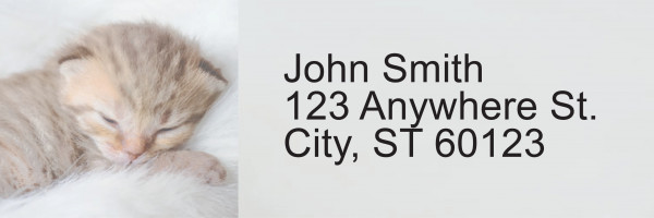 Sleepy Kittens Address Labels | LRRANI-018
